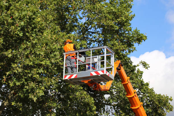 Best Tree Root Removal  in Morgantown, WV